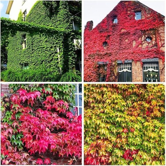 100 ivy vine seedsplanting outdoors