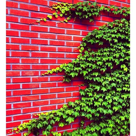 boston ivy vine seeds coverage 50