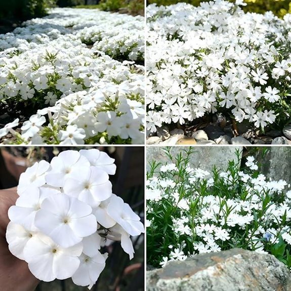 carpetc white phlox seeds