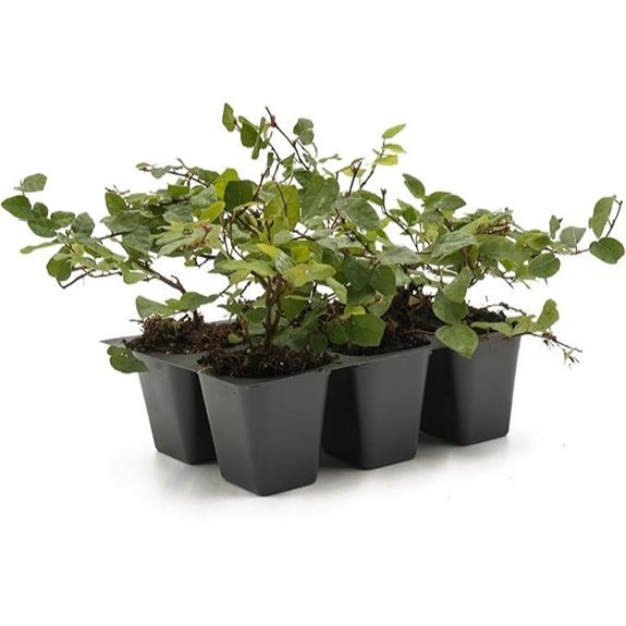 creeping fig live plants