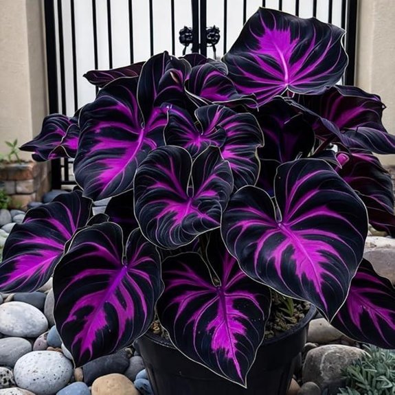 hosta seeds for planting