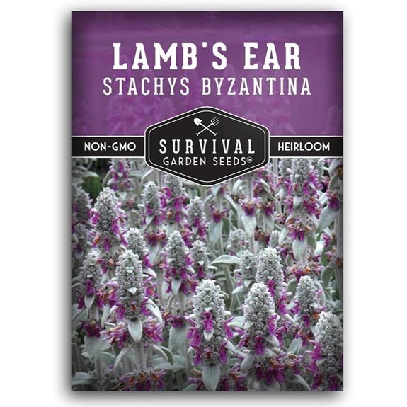 lambs ear seeds pack