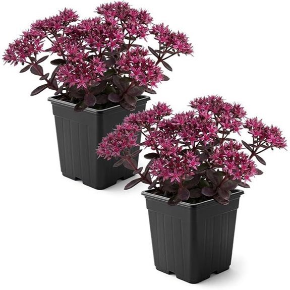 live stonecrop sedum cherry fizz 2 pack