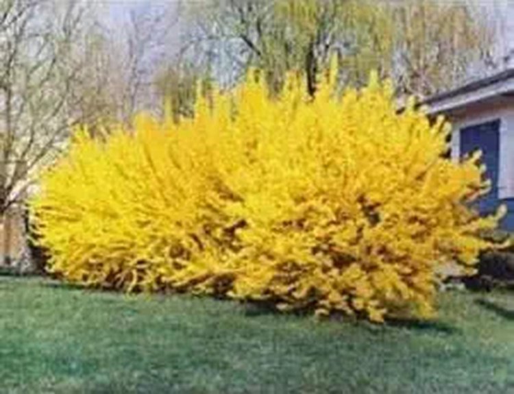 lynwood gold forsythia bush