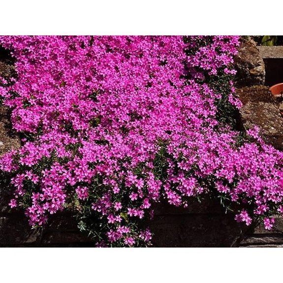 pink creeping phlox 2 pack