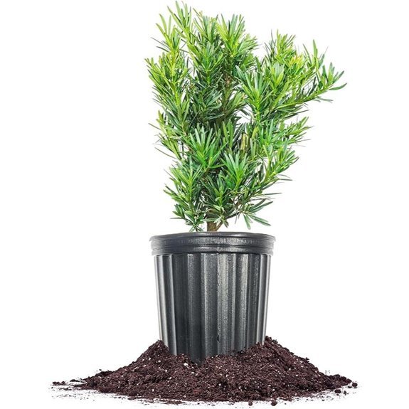 podocarpus maki hedge plant