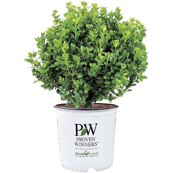 proven winners 1 gal neatball boxwood