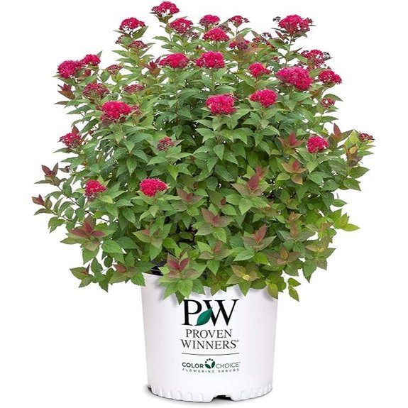 proven winners spirea double play doozie