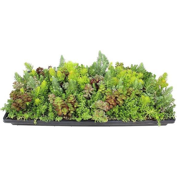 sedum groundcover mat succulents