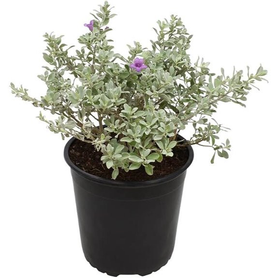 silverado sage for outdoors