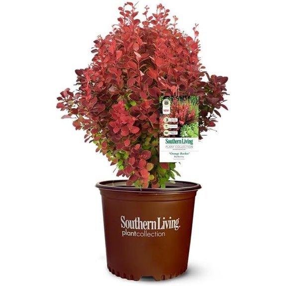 southern living barberry shrub orange rocket