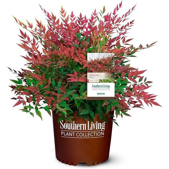 southern living nandina shrub obsession