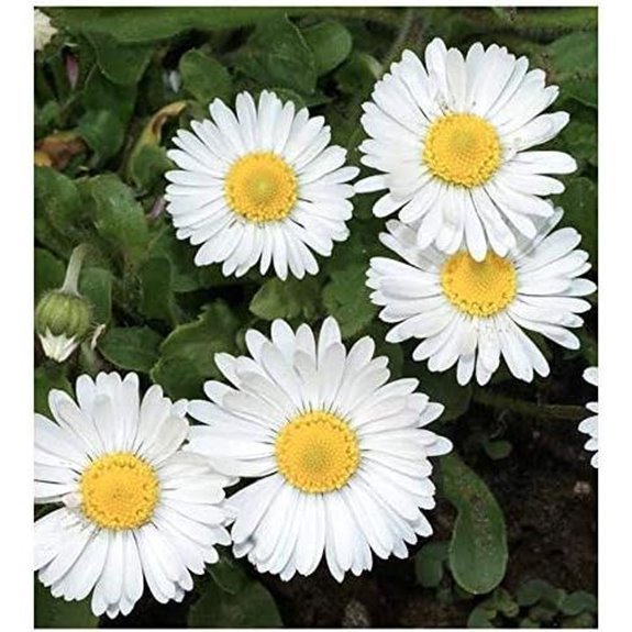 white english lawn daisy seeds